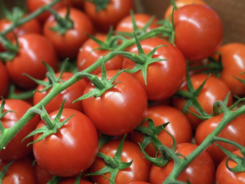 دراسة حديثة تكشف أهمية الطماطم في السيطرة على ضغط الدم