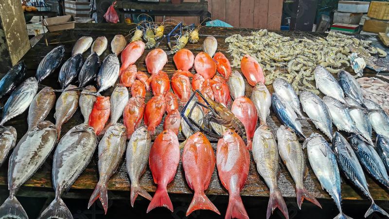 أسعار الأسماك في سوق العبور للجملة