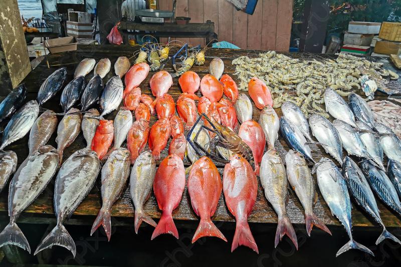 ارتفاع أسعار السمك اليوم 11 يوليو 2024