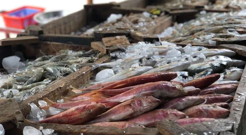 انخفاض بعض أسعار الأسماك في سوق العبور
